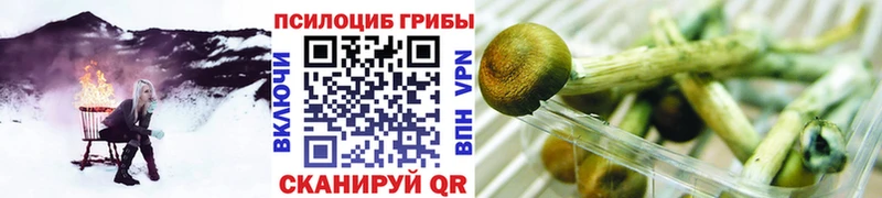 сколько стоит Боготол Галлюциногенные грибы Psilocybe